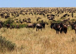 safari dans le serengeti, des gnous à l'horizon