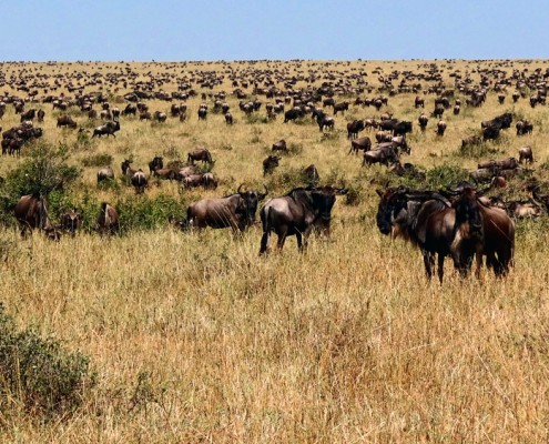 safari dans le serengeti, des gnous à l'horizon