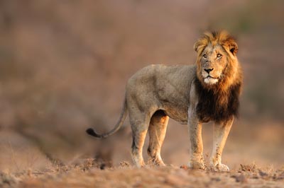 lion safari parc kruger afrique du sud sabi sands
