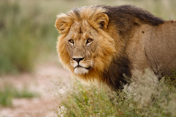 botswana safari Afrique animaux lions