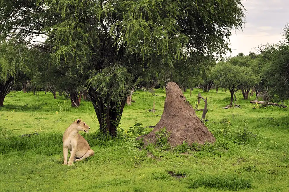 Une lionne dans le delta de l'Okavango cherche son lionceau depuis deux jours