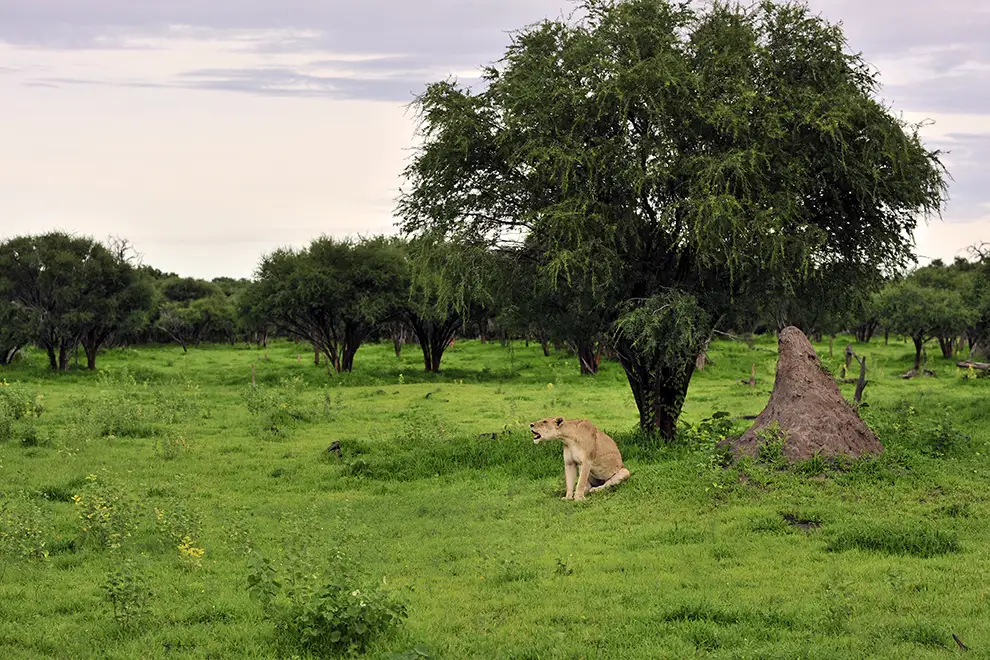 Lionne près de Mababe (delta de l'Okavango) qui appelle son petit qu'elle recherche