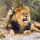 madikwe reserve safari privé sur mesure voyage afrique du sud