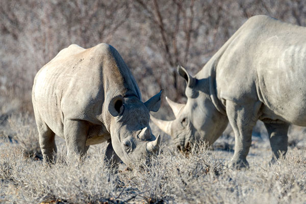 Quand partir safari saison pays animaux rhinocéros