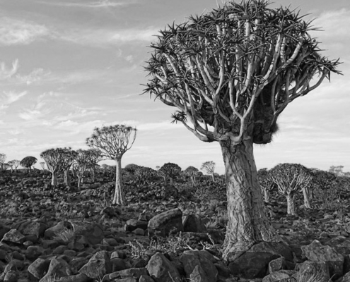 road trip namibie sur mesure agence specialisée mungo park genève suisse