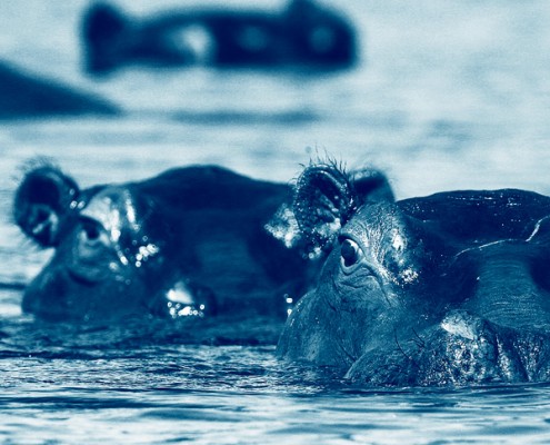 Un safari classique dans le Delta de l'Okavango au Botswana
