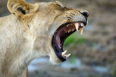 safari tanzanie serengeti agence specialisée spécialistes suisse geneve mungo park