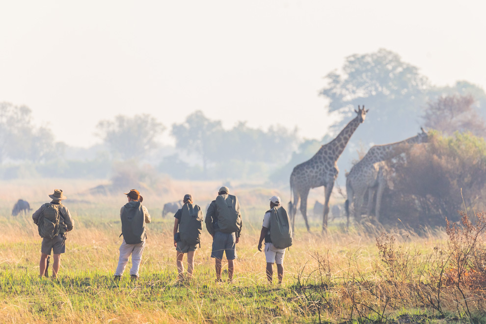 Groupe de marcheurs en safari à pied observant des girafes dans une savane du Botswana.