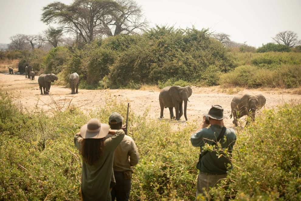 Observateurs en safari photographiant un groupe d’éléphants traversant une zone dégagée en Tanzanie.