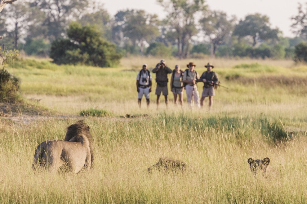 Un groupe de marcheurs en safari à pied observent un lion adulte accompagné de ses lionceaux.