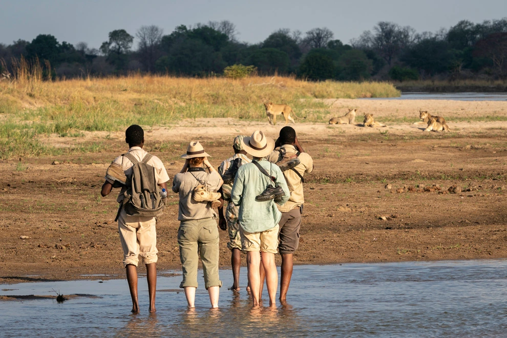 Groupe de marcheurs en safari à pied traversant un cours d’eau peu profond, observant à distance plusieurs lions installés sur une berge.
