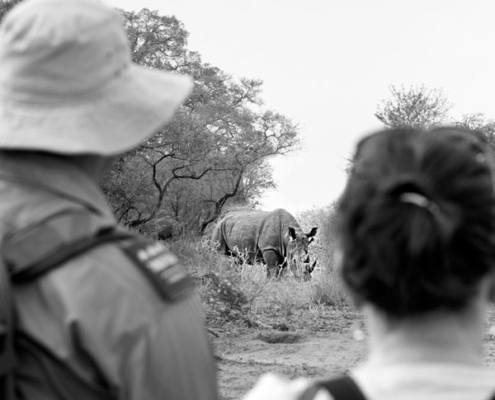 safari pied zambie botswana zimbabwe sur mesure afrique agence