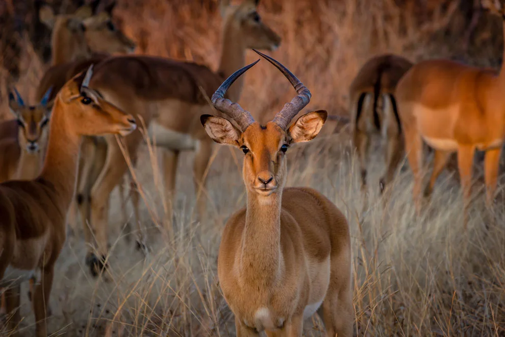 Impala qui regarde la caméra durant la saison sèche en Afrique