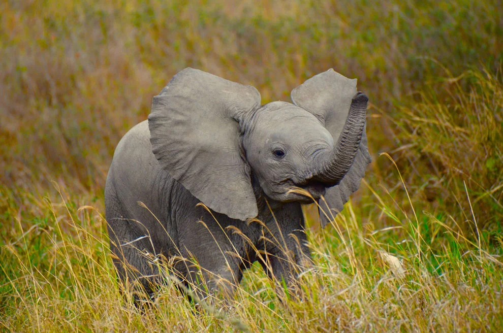 Bébé éléphant qui lève sa trompe