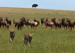 Safari dans le Serengeti en Tanzanie animaux