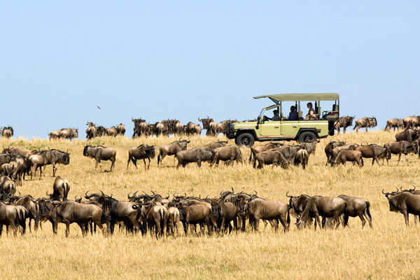 visiter le parc serengeti animaux mirgation gnous Tanzanie safari