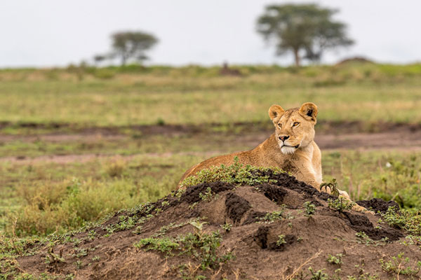 visiter le parc serengeti animaux mirgation lions prédateurs