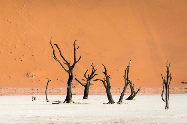 visiter Namibie dunes activité arbres calcinés
