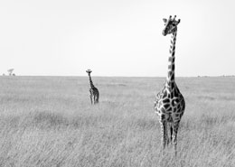 tanzanie circuit serengeti safari migration gnous agence specialisee afrique