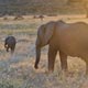 tarangire parc national tanzanie safari sur mesure afrique specialiste