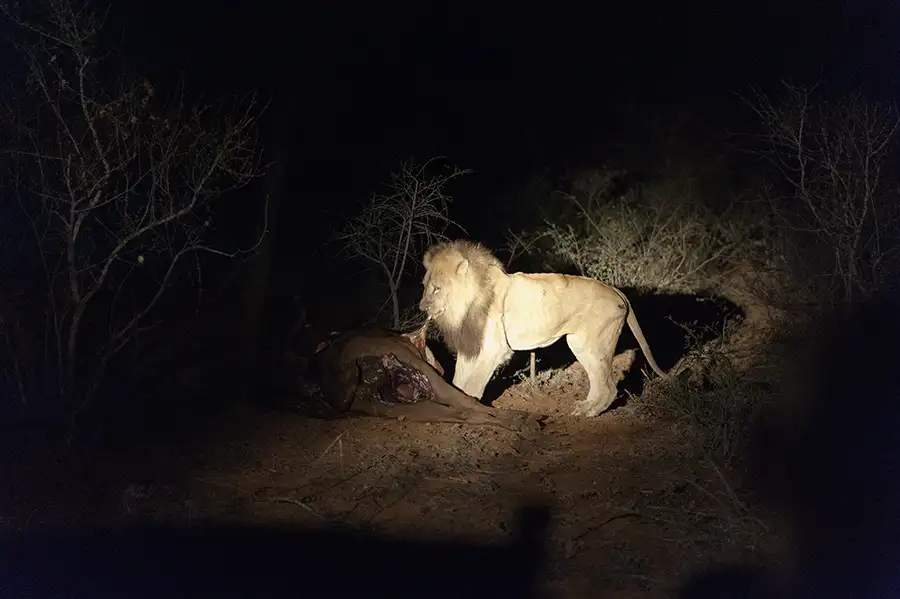 un vieux lion dans le timbavati, Afrique du Sud qui mange un buffle