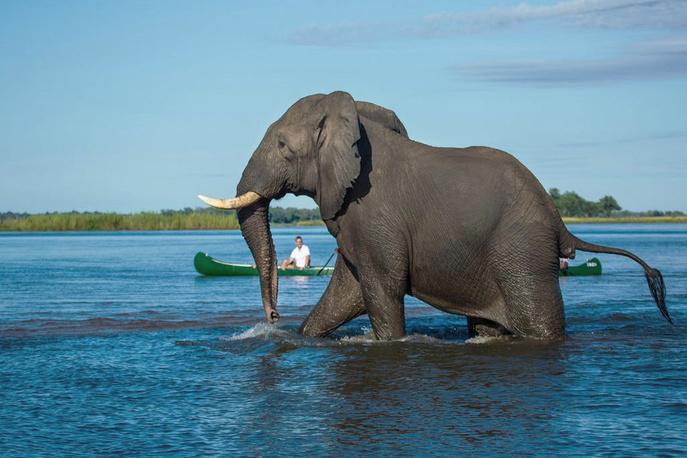 Traversée en canoë sur le Zambèze au Zimbabwe, avec un éléphant avançant dans l’eau à proximité.